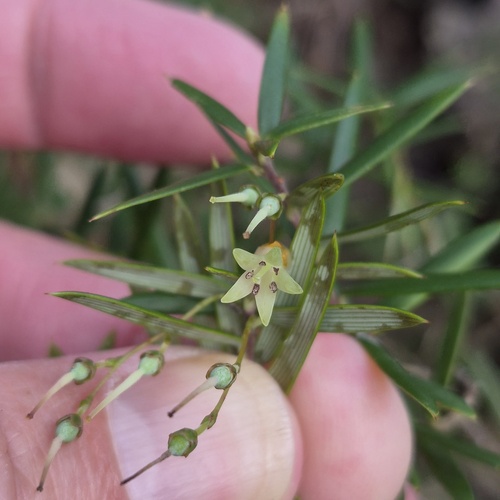 Lissanthe sapida, 2026-07-16