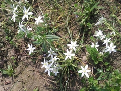 Ornithogalum