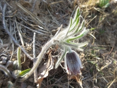 Pulsatilla cernua