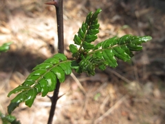 Zanthoxylum piperitum