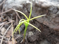 Pinus densiflora
