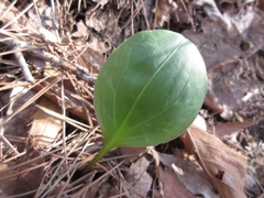Lilium tsingtauense