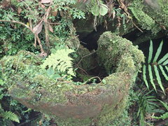Dryopteris paleolata