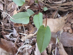 Trigonotis radicans sericea