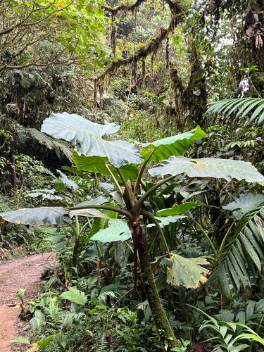 Xanthosoma undipes, photograph 3