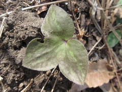 Hepatica nobilis