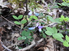 Lathyrus nevadensis
