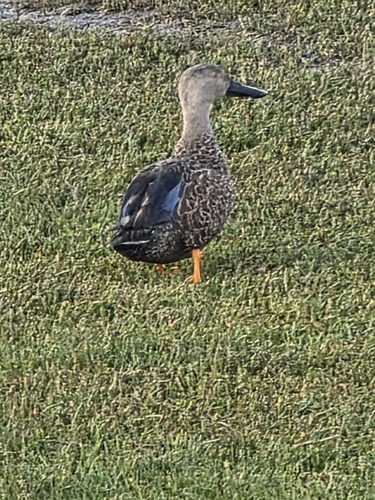 iNaturalist image