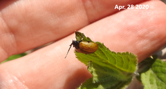 Gallerucida flavipennis