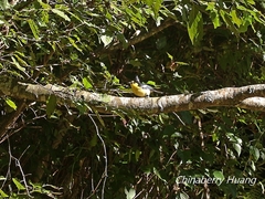 Machlolophus holsti