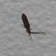 Cupedidae