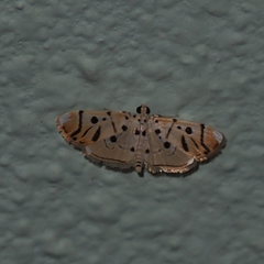 Pycnarmon radiata