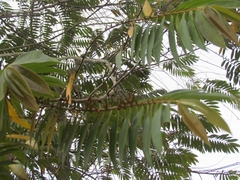 Xylopia aromatica