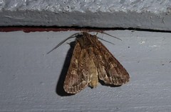 Ichneutica averilla
