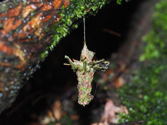 Striglocyrbasia meguae