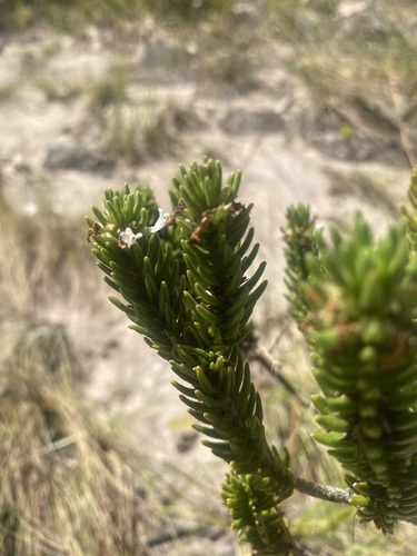 Hyptis pachyphylla