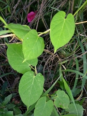 Gonolobus erianthus