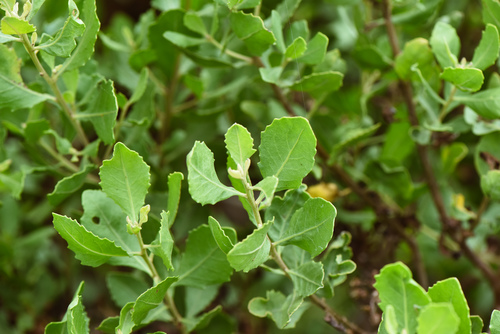Pluchea indica