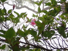 Rhododendron mariesii