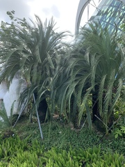 Macrozamia moorei