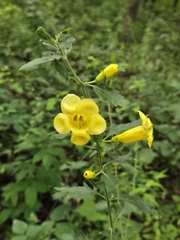 Aureolaria grandiflora, photograph (c) Edie, some rights reserved (CC BY)