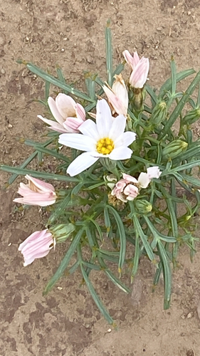 Hole-in-the-sand Plant