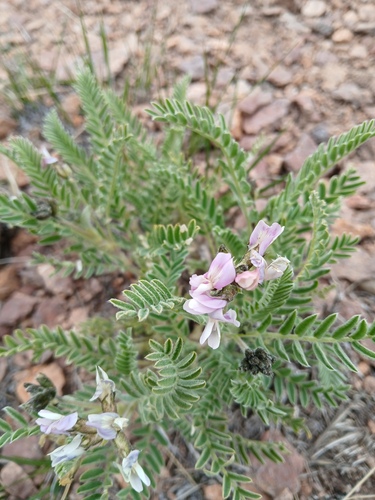 Astragalus garbancillo, photograph 4
