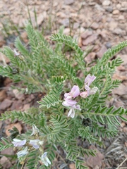 Astragalus garbancillo, photograph (c) Bruno Alzugaray, some rights reserved (CC BY-SA)