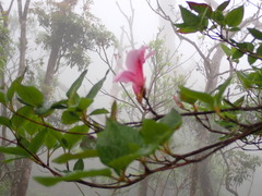 Rhododendron mariesii