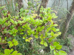 Syzygium elliptifolium