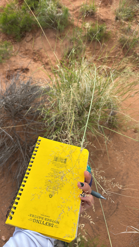 mesa dropseed