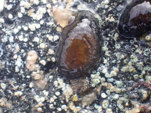 Dendrodoris nigra, 2026-07-12