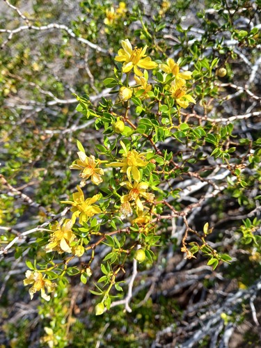 Larrea divaricata, photograph 6