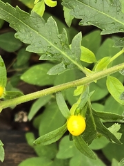 Aureolaria grandiflora, photograph (c) Edie, some rights reserved (CC BY)