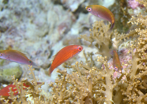 Paracheilinus carpenteri observed 2026-07-14