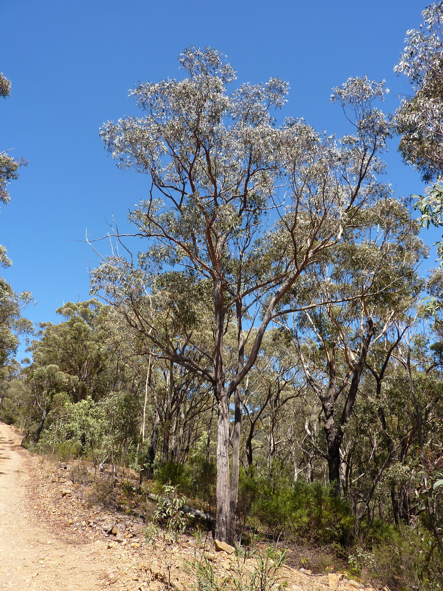 Eucalyptus agglomerata