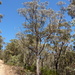 Eucalyptus agglomerata - Photo (c) Dean Nicolle, alguns direitos reservados (CC BY-NC), uploaded by Dean Nicolle