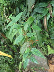 Actinidia rufa