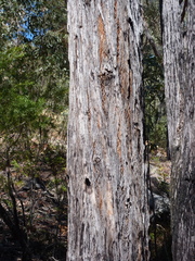 Eucalyptus agglomerata