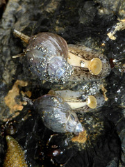 Buccinum baerii