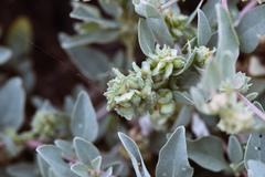 Atriplex maximowicziana
