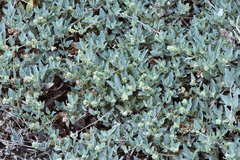 Atriplex maximowicziana