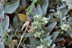 Atriplex maximowicziana