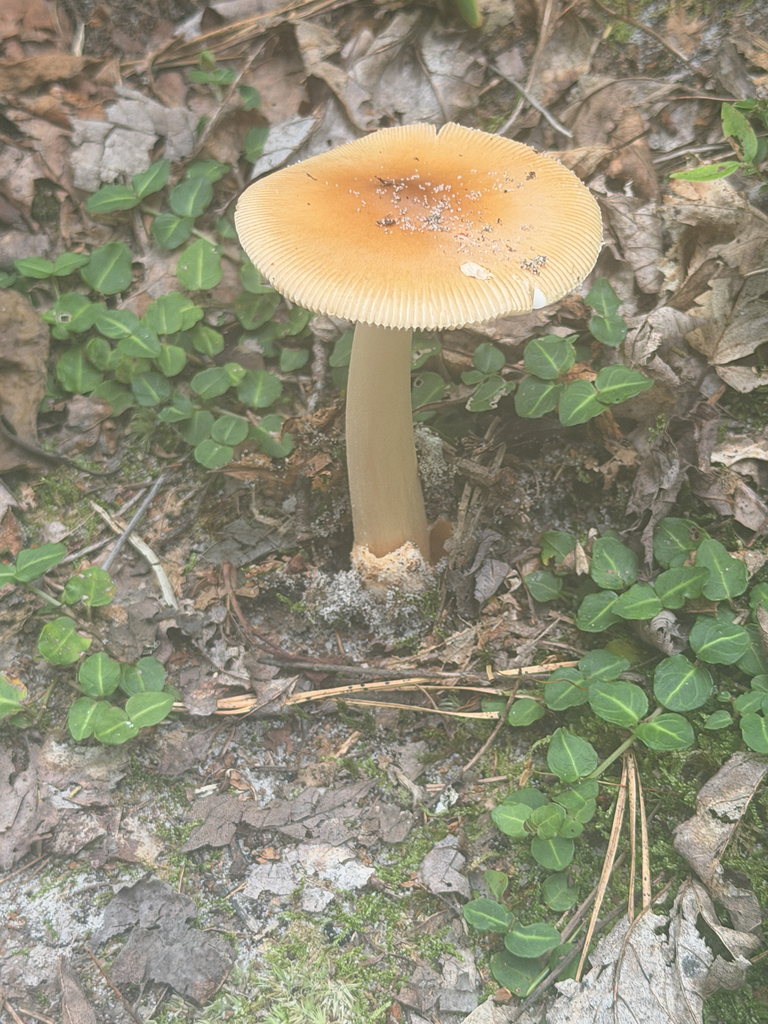 Tawny Grisette · July 2026 · photo: Photo: no rights reserved · iNaturalist