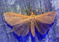 Virbia opella