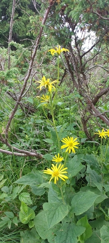 Doronicum austriacum, photograph 6