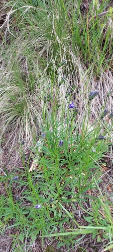 Campanula serrata, photograph 3