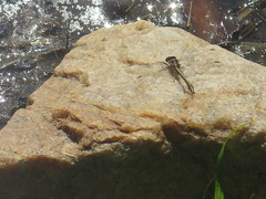Phanogomphus lividus