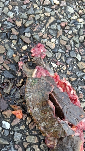 Narrow-bridged Musk Turtle