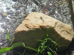 Phanogomphus lividus